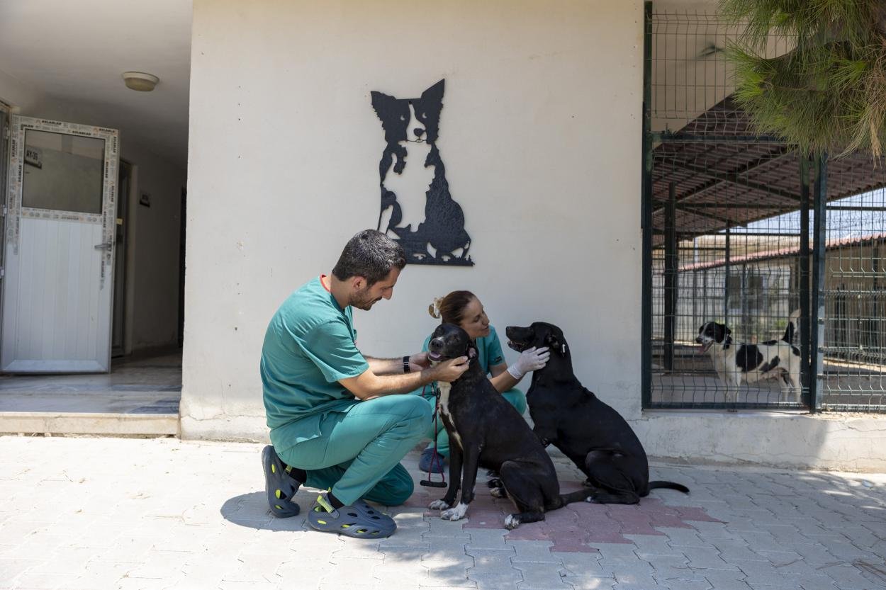 Rüzgar ve Zeytin, Veterinerlerinin Sevgisiyle Hayata Tutundu