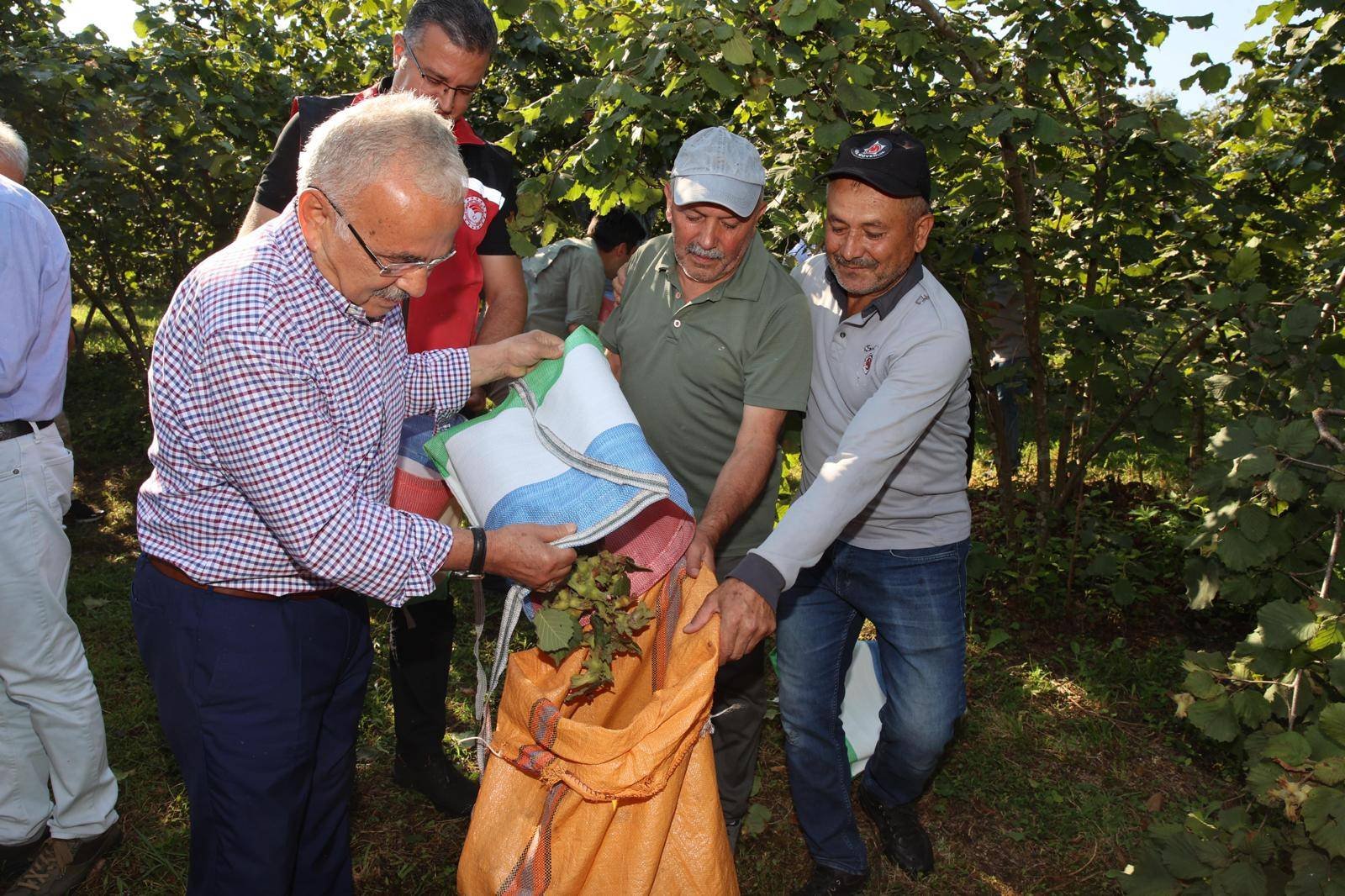 ORDU DA FINDIK HASADI BAŞLADI