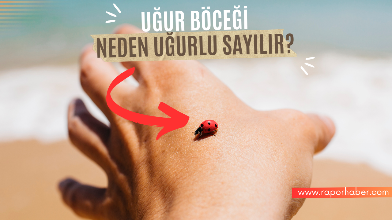 Uğur Böceği Neden Uğurlu Sayılır?