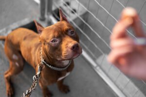 DÜNYANIN EN GÜÇLÜ 5 KÖPEK CİNSİ