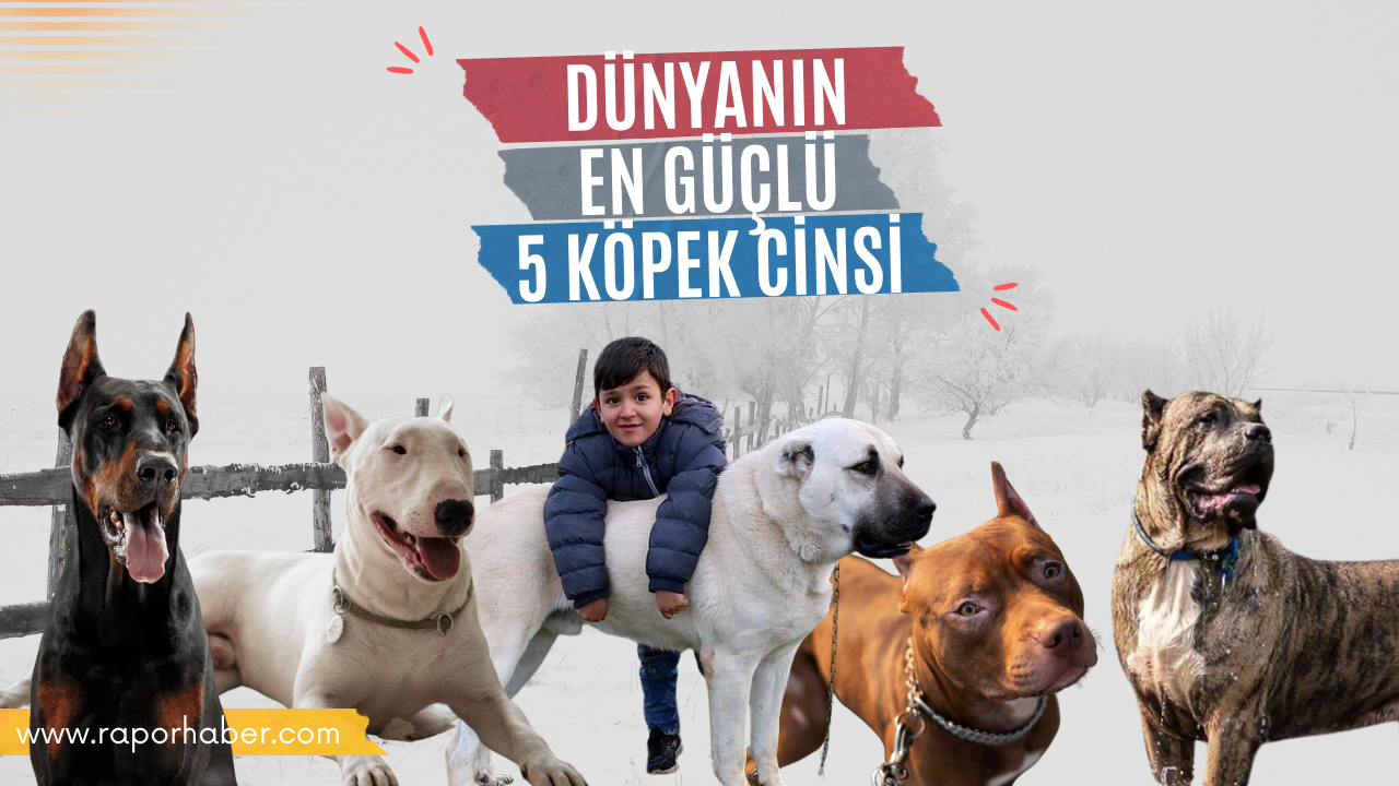 DÜNYANIN EN GÜÇLÜ 5 KÖPEK CİNSİ
