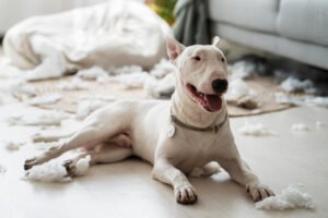 DÜNYANIN EN GÜÇLÜ 5 KÖPEK CİNSİ
