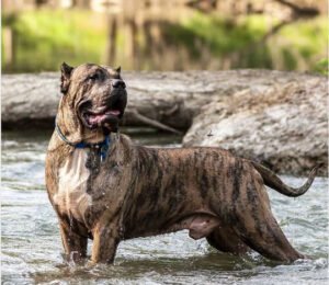 DÜNYANIN EN GÜÇLÜ 5 KÖPEK CİNSİ