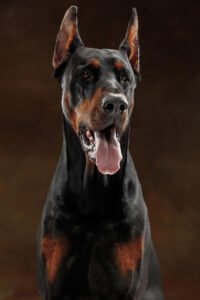 DÜNYANIN EN GÜÇLÜ 5 KÖPEK CİNSİ