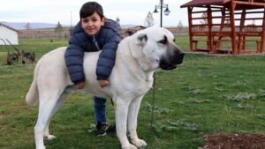 DÜNYANIN EN GÜÇLÜ 5 KÖPEK CİNSİ