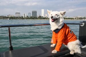 Köpük Denetim Yetkisini Mersin Büyükşehir’den Aldı