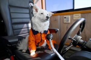 Köpük Denetim Yetkisini Mersin Büyükşehir’den Aldı