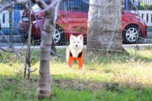 Köpük Denetim Yetkisini Mersin Büyükşehir’den Aldı