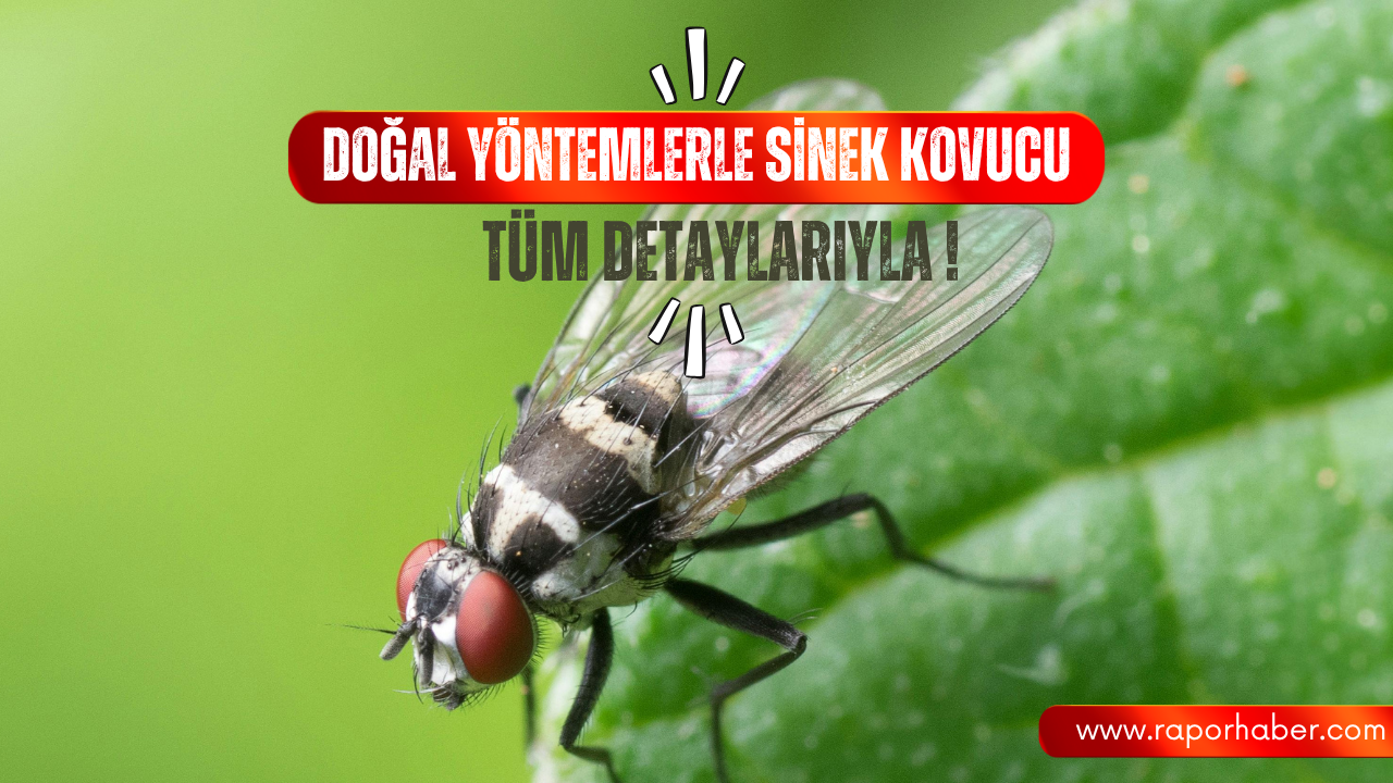 Evde Doğal Sinek Kovucu Tarifler